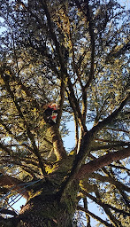 Photo n°21 de SCHAUWERTH ESPACES VERTS à Thorigné-Fouillard (Service d'élagage)