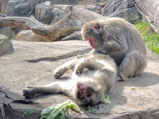 Regenstein Macaque Forest - Visual