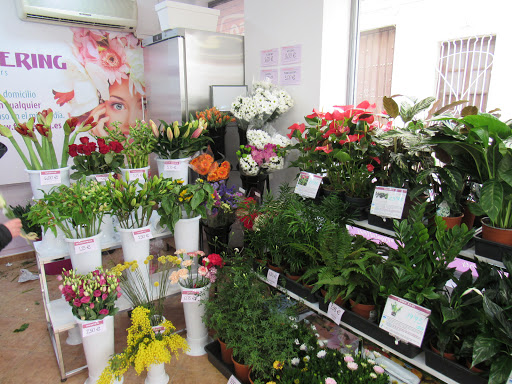 FLOWERING ????????????????????????????????????í???? - Visual
