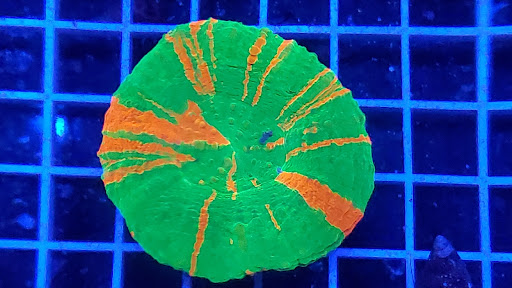 Fish Trap - Visual