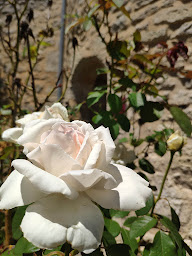 Photo n°35 de Château Branda à Cadillac-en-Fronsadais (Vignoble)