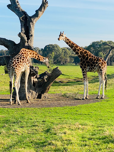 Safari Station - Thumbnail