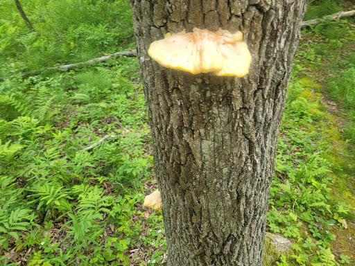 Woodland Dunes State Natural Area Gallery - United States