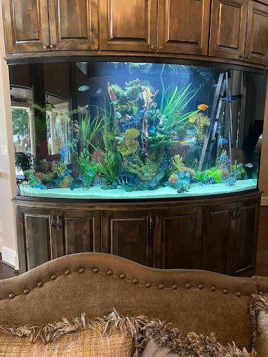 Aquariums Ponds And Services - Thumbnail