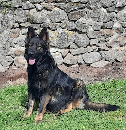 Photo n°1 de Domaine du Monde d'Éponya à Jouhet (Éleveur de chiens)