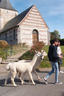Les Alpagas du Clos : Nuit insolite, balade et pique-nique avec les alpagas - Normandie (Uniquement sur réservation) à La Cerlangue