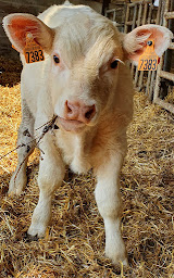 Photo n°6 de La Ferme Guinet à Eyzin-Pinet (Ferme)