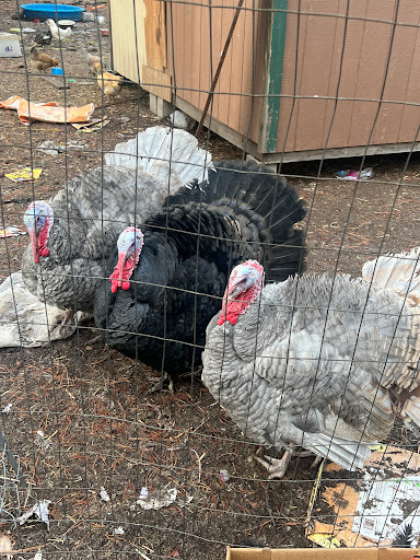 Irish Blessings Farm