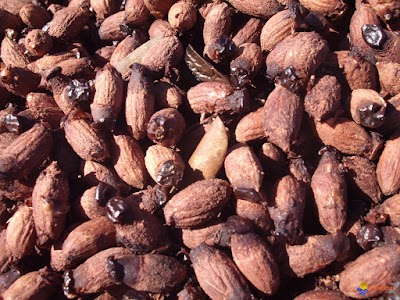 Photos of Olives Pits Morocco