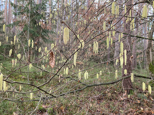Walderlebnispfad Oberfürberg - Thumbnail