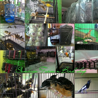 Photos of Kios Burung Sembego Aviary