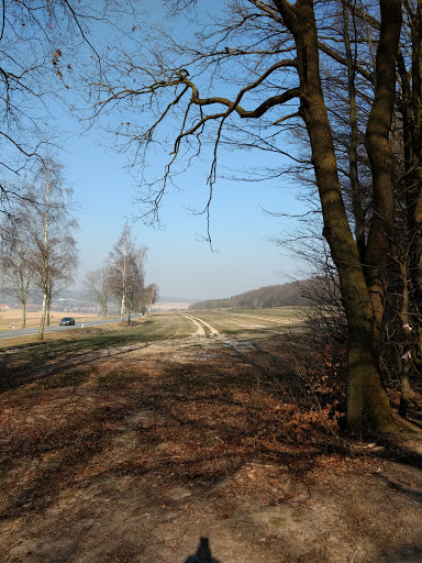Schwarzes Holz - Thumbnail