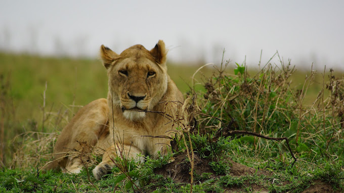 7 Days Masai Mara and Bwindi 