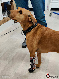 Photo n°10 de Orthopia à Limours (Conseiller santé)