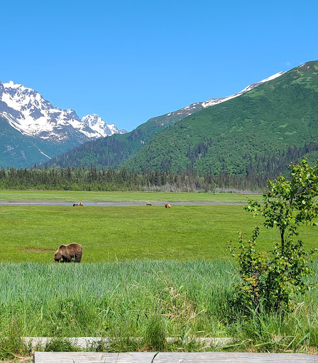 Bear Viewing Tours Alaska Gallery - United States