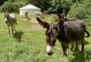Photo n°17 de Ferme de Ribevenes/ Anatole Rando âne à Meyrueis (Ferme bio)