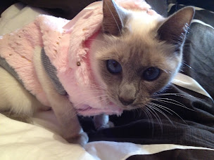 Photo n°11 de Chatterie Diamond Life & Love Deluxe - Elevage de chats Thai et Siamois à Valderoure (Naturopathe)