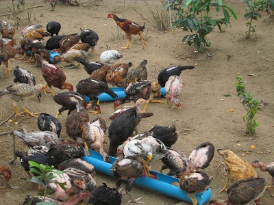 Photos of កសិដ្ឋាន ទិសនិរតី