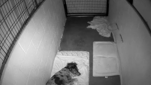 Aprils Plush Puppies Grooming & Boarding - Thumbnail