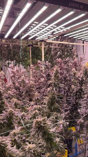 HOMEGROWN