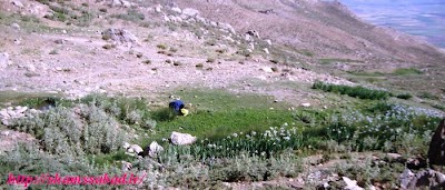 Photos of چشمه سرد