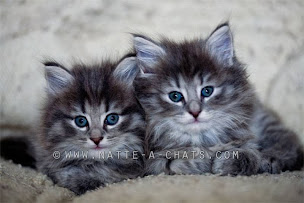 Photo n°5 de La NATTE à CHATS à Paris (Animalerie)