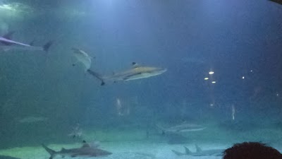 Photos of Ciranjang