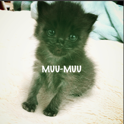 ペットサロンムームー