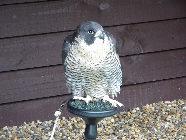 Kielder Water Bird Of Prey Centre