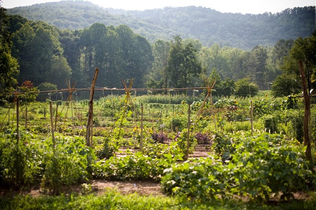 Blackberry Farm