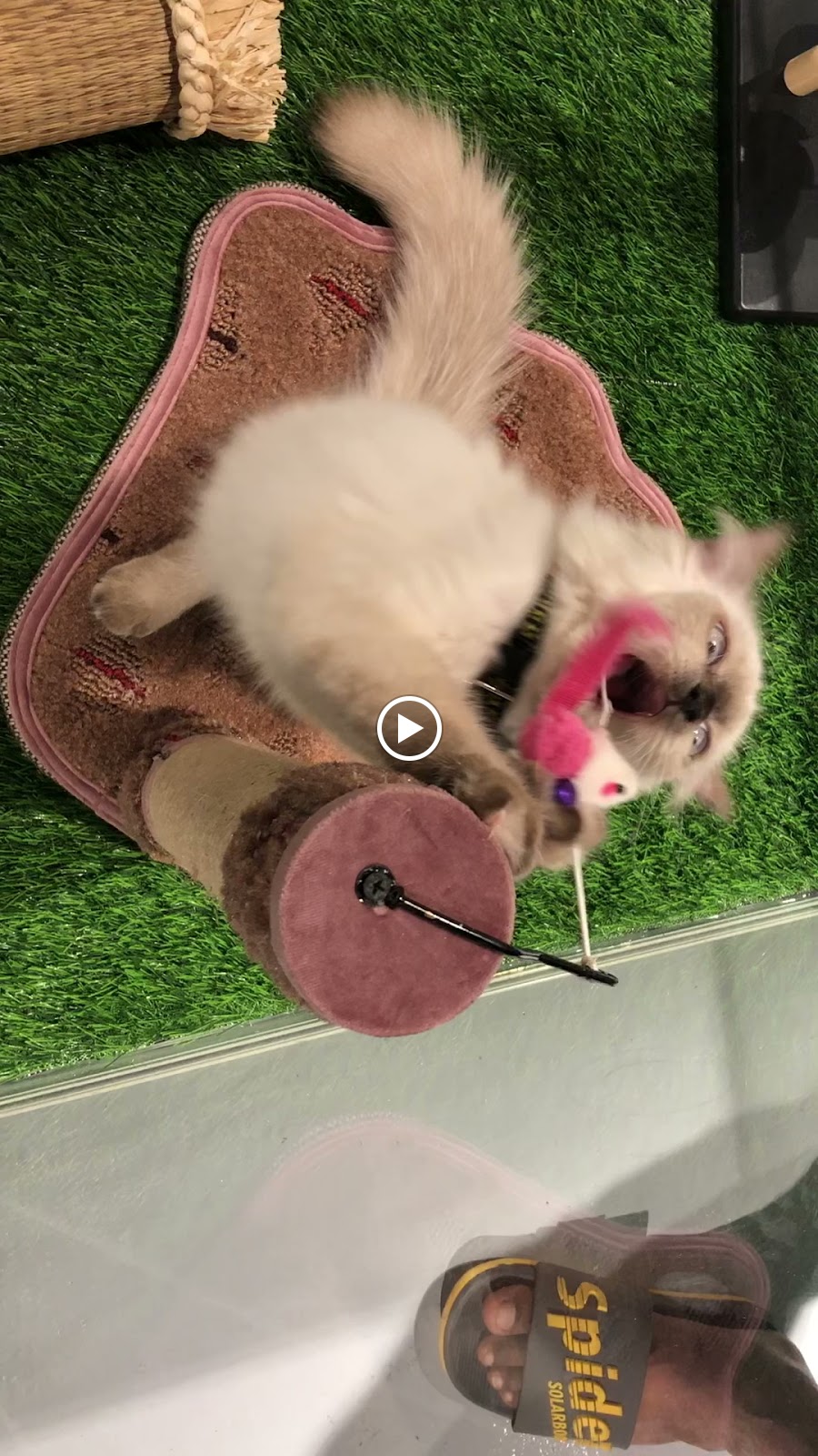 مدينة الحيوان pet city - صورة 2