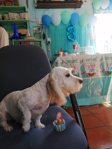 Pet Center Consultorio Veterinario, Estética Canina, hotel y guarderia canina. Gallery - Mexico