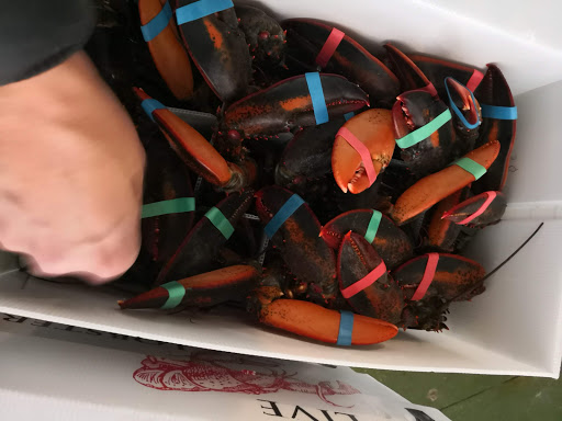 Frozen Pesca srl