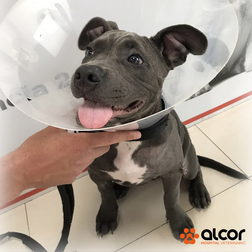 Hospital Veterinario Alcor