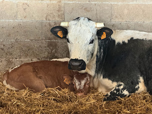 Photo n°4 de La vallée des vaches à Magnac-Laval (Ferme)