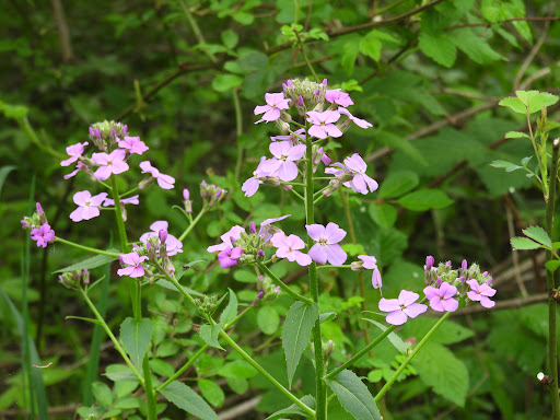 RABBIT HILL LOOP TRAIL - Visual