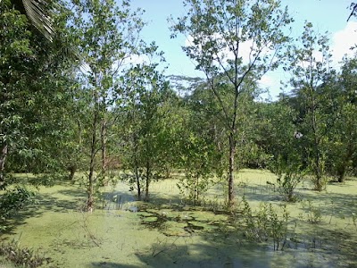 Photos of দক্ষিণ সুতালড়ী দারুল আমান জামে মসজিদ।