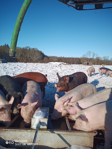 Freilandschweine - Thumbnail