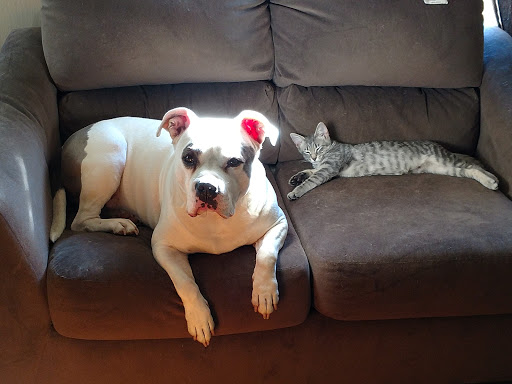 Westlake Veterinary Medical Center - Thumbnail