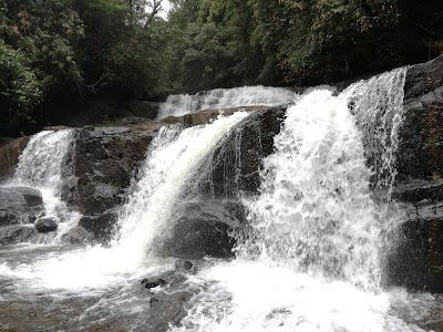 Photos of Sinharaja Forest Reserve