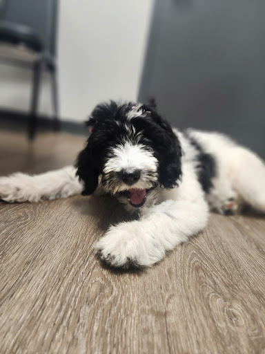 Pine Grove Animal Hospital - Thumbnail