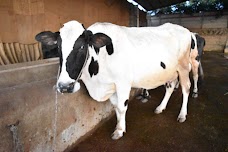 Al-Kausar Livestock Breeding and Dairy Farms rawalpindi