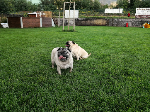 Happy Dogs Bolzano - Thumbnail