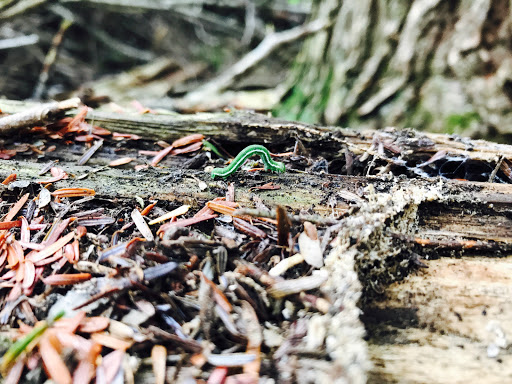 Maple Sprouts Forest School Gallery - United States