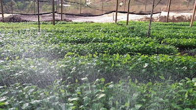 Photos of Vivero Forestal Rio+20 Segunda Oportunidad