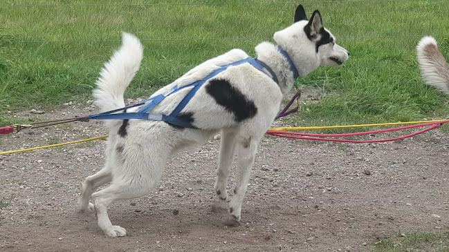 Timberline Racing Siberian Huskies