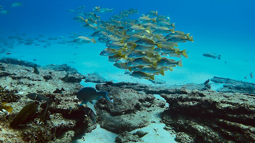 Baja Dive Experiences - Thumbnail