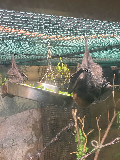 Bats exhibit - Visual