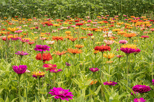 BloomingLeaf - Visual