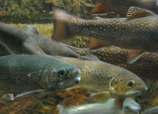 Photo de Pisciculture de Fontaine à Roger à Beaumont-le-Roger (27170)